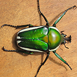 Dicronorrhina derbyana derbyana